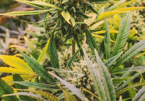 Understanding Raw Cones in Addiction Treatment Programs